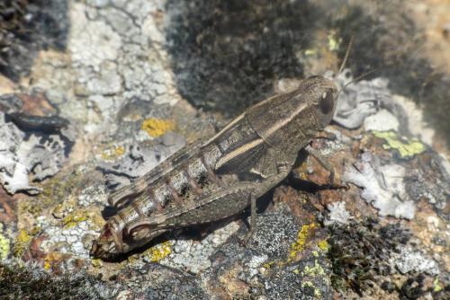 Paracaloptenus bolivari
